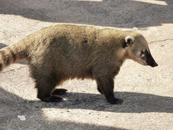 coati